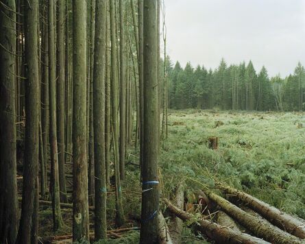 Eirik Johnson, ‘Freshly Felled Trees’, 2007