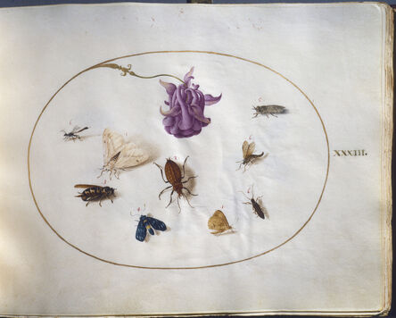 Joris Hoefnagel, ‘Animalia Rationalia et Insecta (Ignis), volume I’, ca. 1575/1580