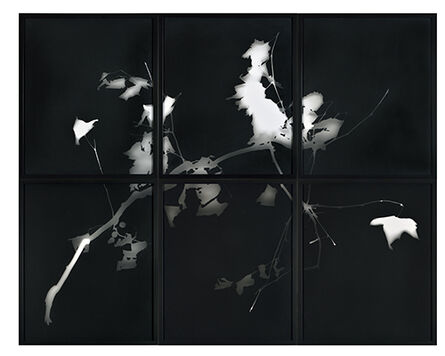 Gerda Schütte, ‘Untitled (from the series »Branches«, tableau, black, 6-partite)’, 2022
