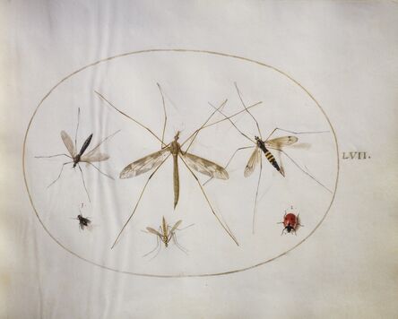 Joris Hoefnagel, ‘Animalia Rationalia et Insecta (Ignis):  Plate LVII’, ca. 1575/1580