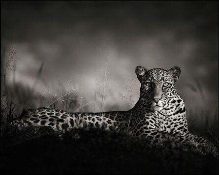 Nick Brandt, ‘Leopard Staring, Masai Mara 2010’, 2010