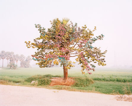 Vasantha Yogananthan, ‘Tree of Life’, 2014/20