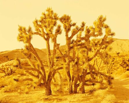David Benjamin Sherry, ‘Joshua Tree, Gold Butte National Monument, Nevada’, 2017
