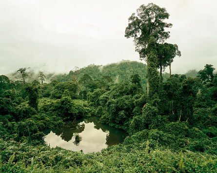 Olaf Otto Becker, ‘Primary Forest 02, Lake, Malaysia 10/2012’, 2012