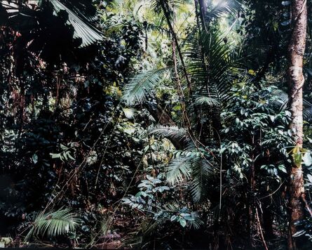 Thomas Struth, ‘Paradise 6, Daintree/Australien’, 1998