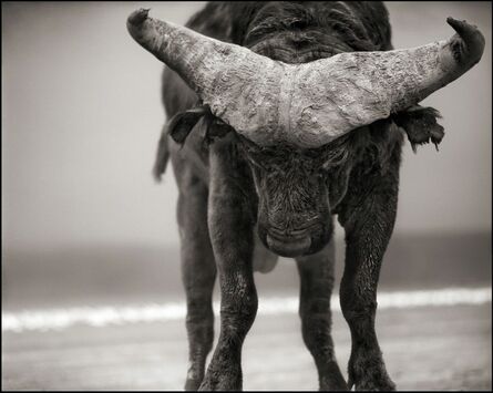 Nick Brandt, ‘Buffalo with Lowered Head, Amboseli, 2007’, 2007