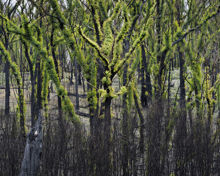 Gideon Mendel, ‘NEW GROWTH AFTER THE FIRES, Genoa, Victoria’, 2020