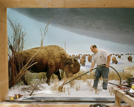 Richard Barnes, ‘Man with Buffalo from Animal Logic’, ca. 2005