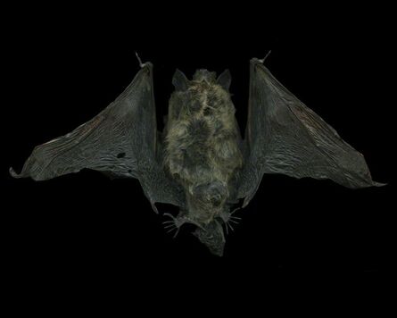 Margot Wallard, ‘Untitled (Bat)’, 2015
