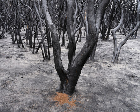 Gideon Mendel, ‘A DEVASTED TEA-TREE FOREST, Mallacoota, New South Wales’, 2020