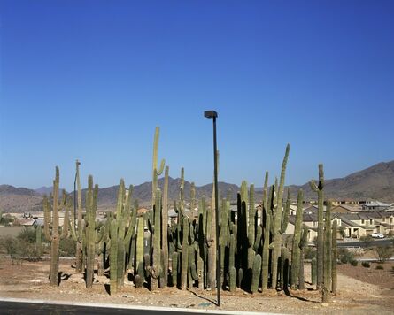 Donald Woodman, ‘Relocated Saguaro Cactus’, 2007