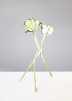 Hayden Malan, ‘Brassica oleracea’, 2023