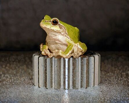 Young-Sung Kim, ‘Nothing.Life.Object (Frog on Bolt)’, 2014