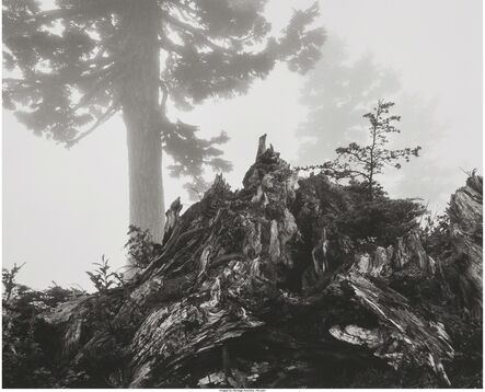 Ansel Adams, ‘Tree, Stump and Mist, Northern Cascades, Washington, from Portfolio VII’, 1958