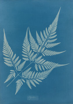 Anna Atkins, ‘Ceylon’, ca. 1850