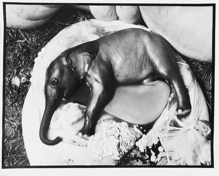 Peter Beard, ‘Elephant's Embryo, Uganda’, 1966