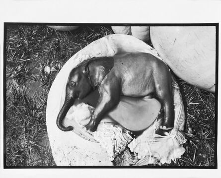 Peter Beard, ‘Peter Beard - Elephant's Embryo, Uganda’, 1998