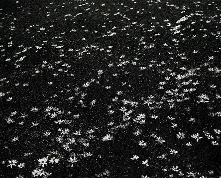 Santiago Porter, ‘Untitled (flowers) | Sin título (flores)’, 1998
