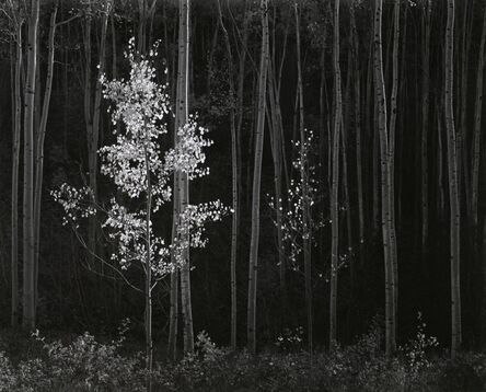 Ansel Adams, ‘Horizontal Aspens’, 1958