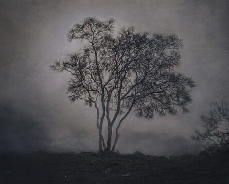 Kate Breakey, ‘Tree in the Mist, Mt. Etna, Sicily, Italy’, 2010-2019