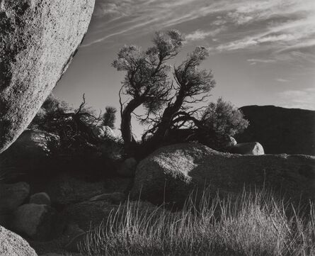 Brett Weston, ‘Abstraction #253’