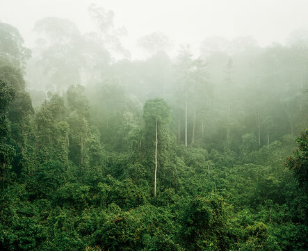 Olaf Otto Becker, ‘Primary Forest 03, Malaysia 10/2012’, 2012