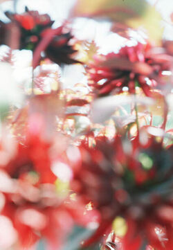 Thomas Flechtner, ‘Blumen’, 2006