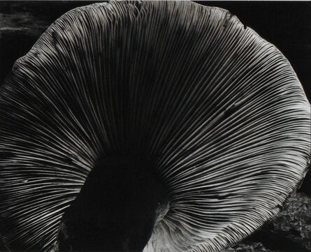 Edward Weston, ‘Toadstool ~ 4FU’, 1931