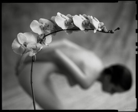 Mark Arbeit, ‘Bending Orchid’, 1987