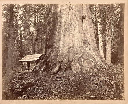 Eadweard Muybridge, ‘Wm. H Seward, 85 Feet in Circumference. Mariposa Grove of Mammoth Trees, No. 51’, 1872