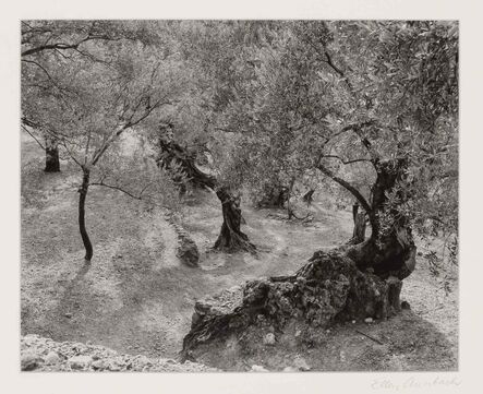 Ellen Auerbach, ‘Olive Grove, Mallorca’, 1959