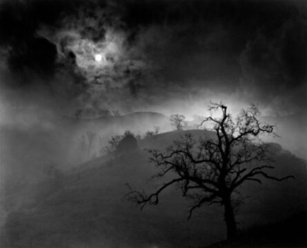 Wynn Bullock, ‘Stark Tree’, 1956
