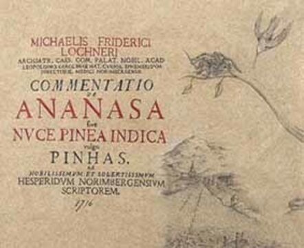 Andres Matias Pinilla, ‘Commentatio de Ananasa’, 2016
