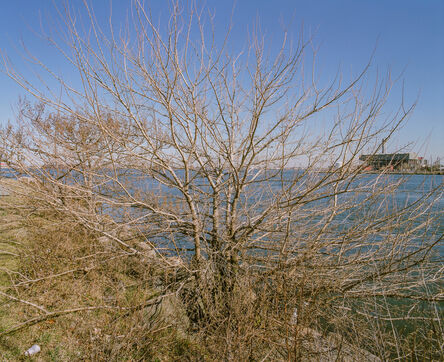 Ashley Hunt, ‘Randalls Island Tree, New York (Rikers Island)’, 2020