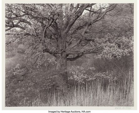 George Tice, ‘Oak Tree, Holmdel, NJ’, 1970