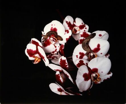 Nobuyoshi Araki, ‘Untitled, from the series »Flowers & Jamorinsky«’, 2005-2006