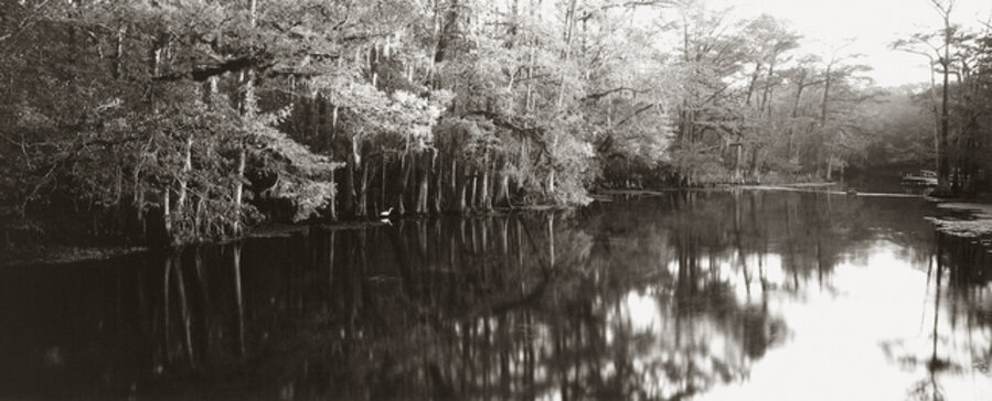 Suwannee River with Egret, FL