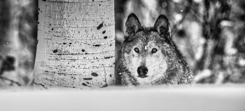 David Yarrow, ‘The Power Of The Dog’, 2022, Photography, Museum Glass, Passe-Partout & Black wooden frame, Leonhard's Gallery