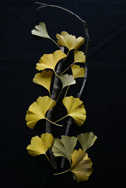 Laura Lloyd, ‘Ginko Leaves (Gold, Yellow, Saffron, Nature)’, 2024