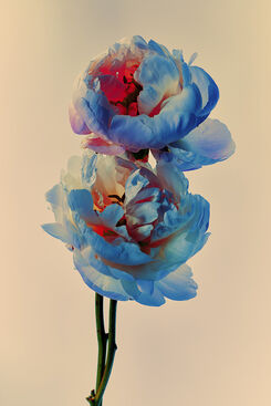 Billy Kidd, ‘Painted Flowers n. 60’, 2019