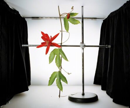 Sanna Kannisto, ‘Passiflora vitifolia’, 2003
