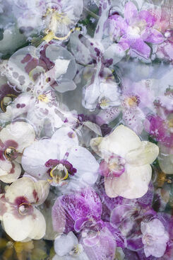 Sandi Daniel, ‘Orchids’, 2020