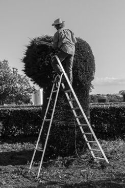 Joseph Vitone, ‘Italian topiary, Gioia del Colle, Puglia, Italy, May 2018’