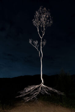 SONG FEEL, ‘Take root in the air’, 2021