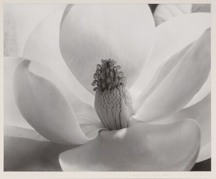 Imogen Cunningham, ‘Magnolia Blossom’, 1925