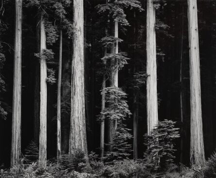 Ansel Adams, ‘Northern California Coast Redwoods’, 1960