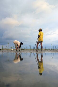 Irwandi M. Gade, ‘Mangrove reforestation’