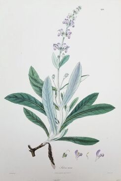 Nathaniel Wolff Wallich, ‘Salvia cana (Woolly Sage)’, 1830-1832