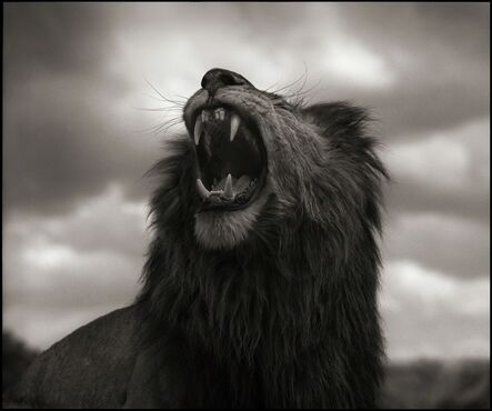 Nick Brandt, ‘Lion Roar, Maasai Mara 2012’, 2012