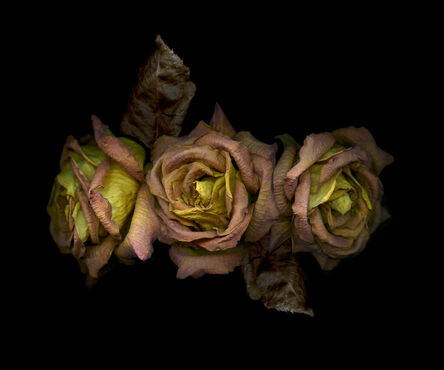 Zoltan Gerliczki, ‘Three dry pink-orange roses’, 2021